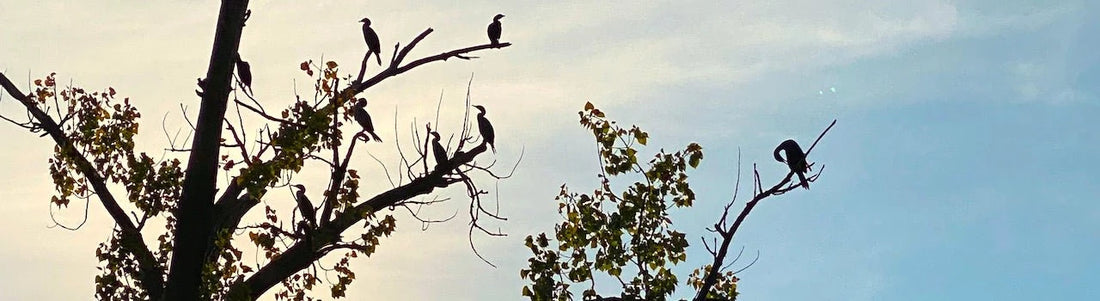 RECOGER LOS SABERES QUE SE CAYERON DEL NIDO Presentamos el segundo posfacio, por Baptiste Morizot, para Habitar como un pájaro. Modos de hacer y de pensar los territorios, de Vinciane Despre